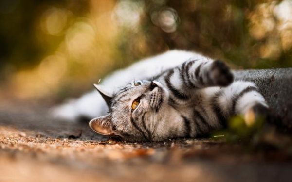 每日十张，超清可爱猫咪壁纸（三）