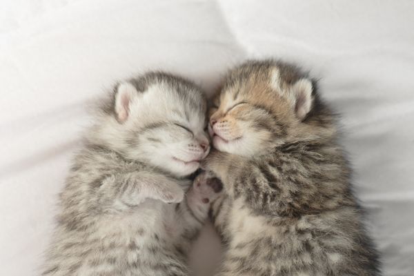图集:分享一组可爱的小猫咪壁纸,赶紧来收藏吧