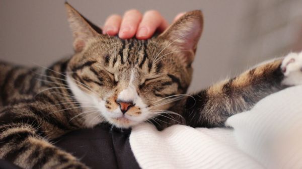 图集:分享一组可爱的小猫咪壁纸,赶紧来收藏吧