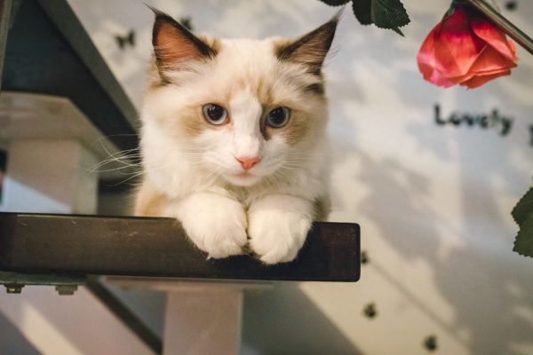 图集:分享一组可爱的小猫咪壁纸,赶紧来收藏吧