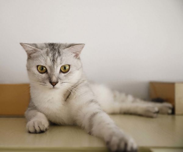 图集:分享一组可爱的小猫咪壁纸,赶紧来收藏吧