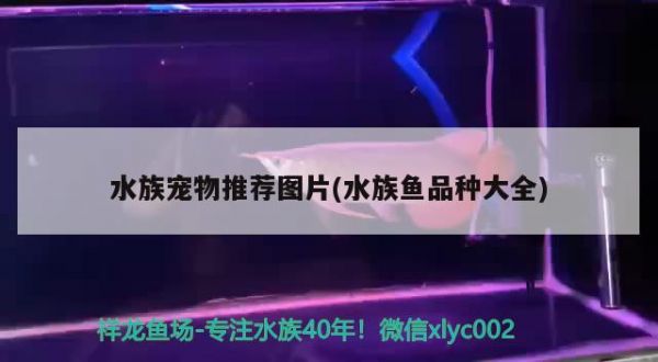 水族宠物推荐图片(水族鱼品种大全) 2025第29届中国国际宠物水族展览会CIPS（长城宠物展2025 CIPS）