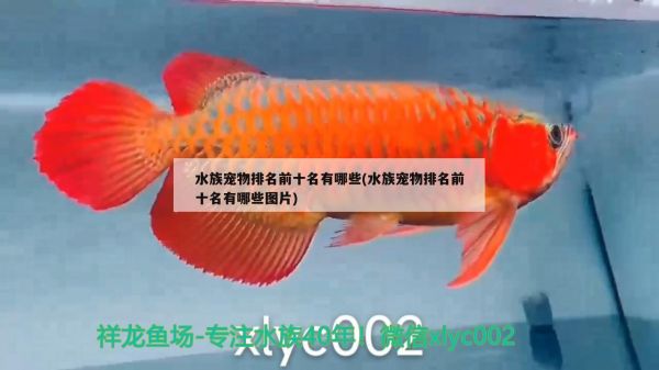 水族宠物排名前十名有哪些(水族宠物排名前十名有哪些图片) 2025第29届中国国际宠物水族展览会CIPS（长城宠物展2025 CIPS）