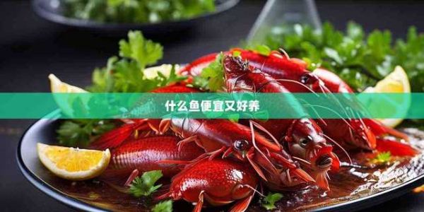 什么鱼便宜又好养