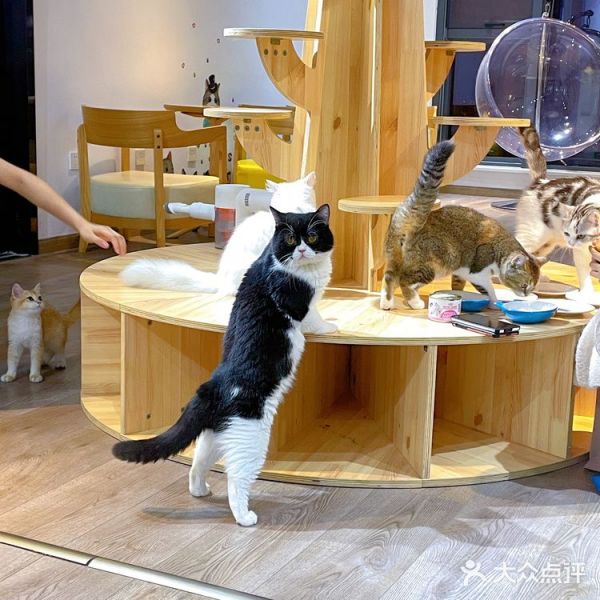 萌宠乐园猫舍，让爱宠成为生活的甜蜜源泉
