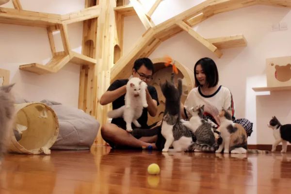 萌宠乐园猫舍，让爱宠成为生活的甜蜜源泉