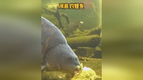户外捕鱼：聪明的农村渔民用自制的饵料在小河中吸引大量鲤鱼！