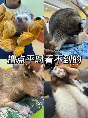 这家店的动物们都很温柔