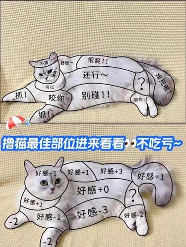 教会你撸猫最佳部位~一看就会一学就废收藏好‼️
