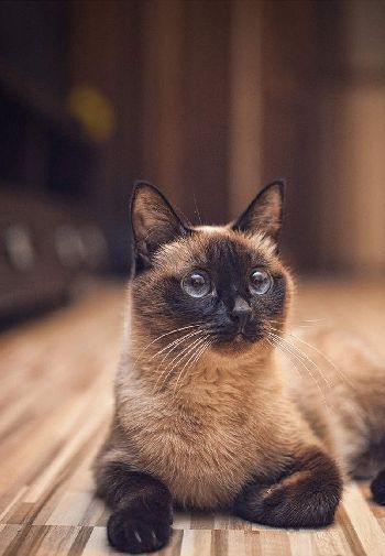 治愈系可爱小奶猫桌面壁纸高清_高清桌面壁纸