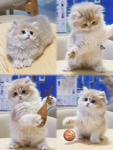猫咪领养馆的受众到底是谁啊