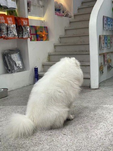 重庆毛孩子都喜欢的地方