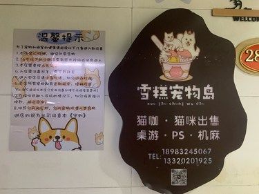 猫咪快乐时光记