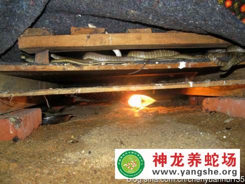 养蛇较好的温度和湿度