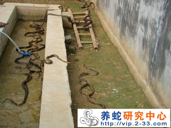 养蛇的环境