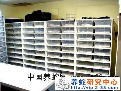 养蛇的环境