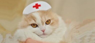 “猫咪饮食攻略：选对易消化食物，营养又健康，喵星人更爱！”