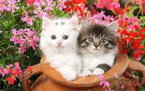 2018猫咪辅助教程，宠物版轻松上手！