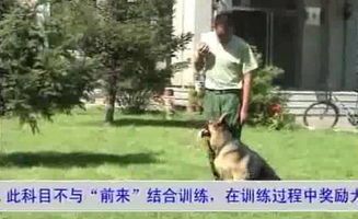 “免费训犬教程，拒绝虐狗，宠物友好指南！”