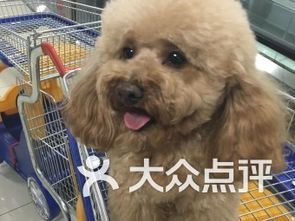 盐城哪个宠物市场最大
