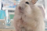 仓鼠怎么喂养，新手必看