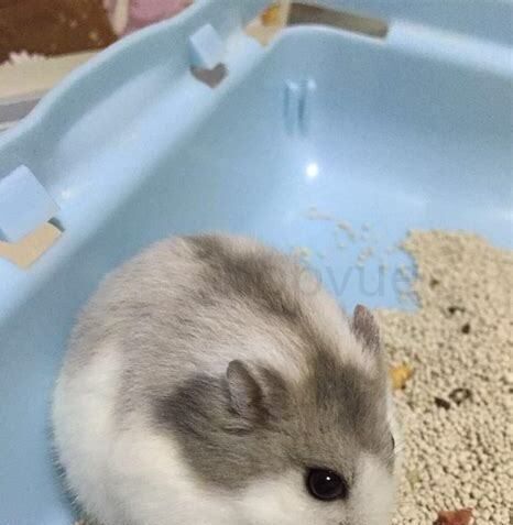 白熊仓鼠怎么养的