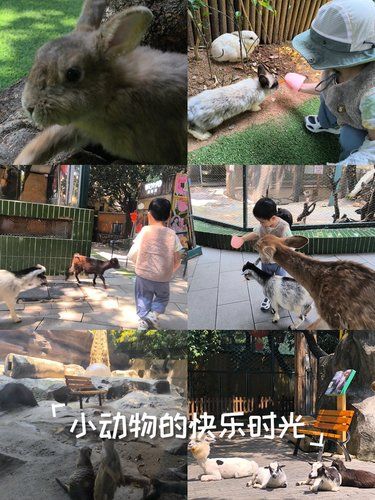 小动物的快乐时光