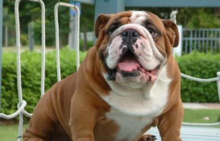 如何训练你的英国斗牛犬（以宠物为主）