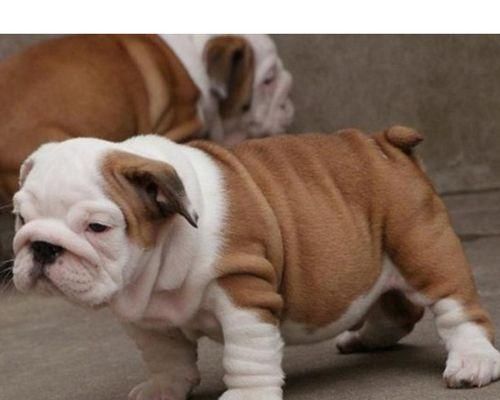如何训练你的英国斗牛犬（以宠物为主）