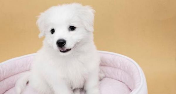如何训练2个月大的小狗（从基础训练到高级技能）