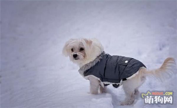 积极培养爱犬的社交能力，让狗狗交到自己的好朋友！