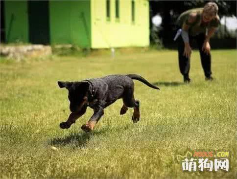如何训练狗狗与人交流沟通