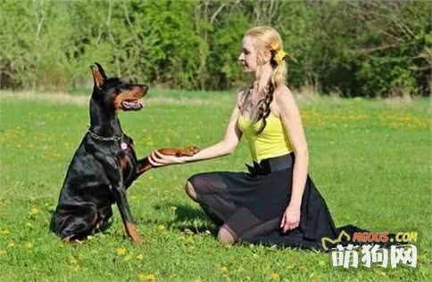 如何训练狗狗与人交流沟通