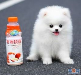 训练胆小博美，宠物喜好与环境社交。