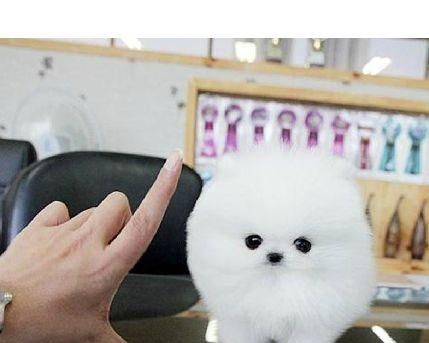 怎么样让狗狗不扒人？有效训练技巧和方法是什么？