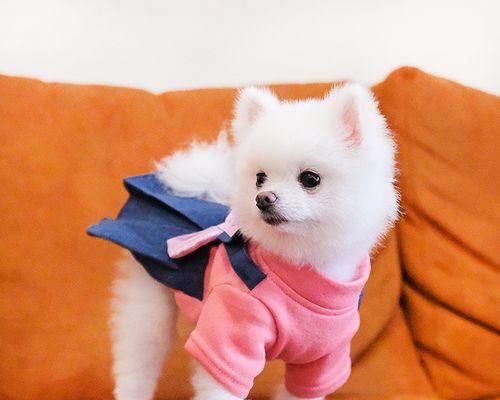 怎么样让狗狗不扒人？有效训练技巧和方法是什么？