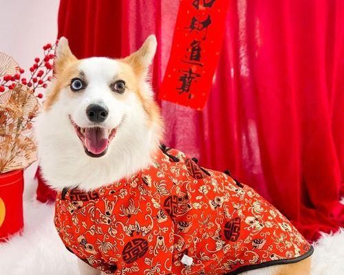 狗狗舔别狗的含义（探究狗狗社交行为中的舔行为意义）