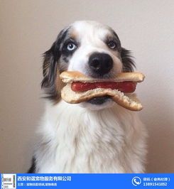 训狗必备100招，宠物生活更和谐！