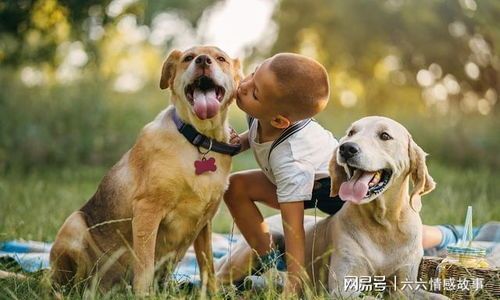 宠物相处之道:猫狗共融指南