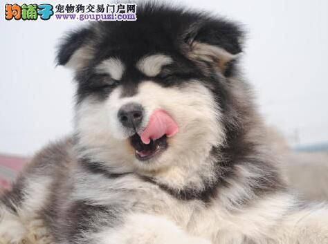 如何给阿拉斯加犬提供科学的食物搭配 第1张