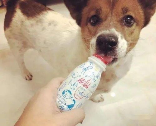 犬瘟狗狗能喝酸奶吗?