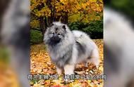 为荷兰毛狮犬打造完美食谱，食物搭配有讲究