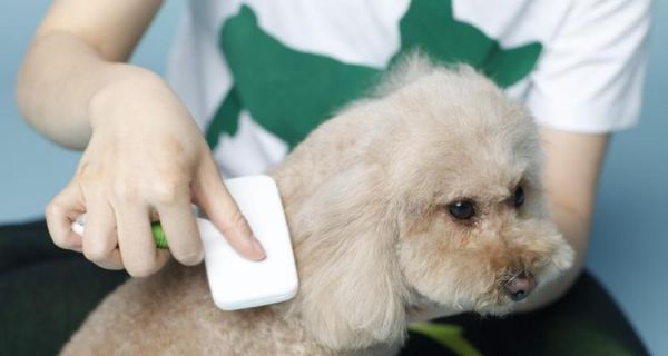 狗狗的锌需求及补充方法