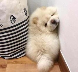 “揭秘：宠物狗的平均寿命，你了解多少？”