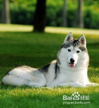 宠物狗眼白异常，原因多？