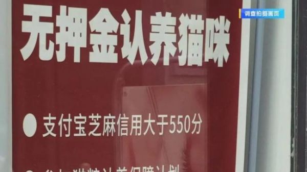 宠物免费领养背后的“坑” 隐性消费需警惕