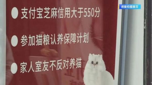 宠物免费领养背后的“坑” 隐性消费需警惕