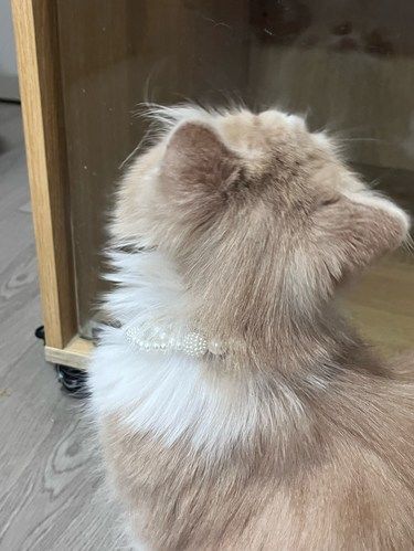 猫咪治愈小天地