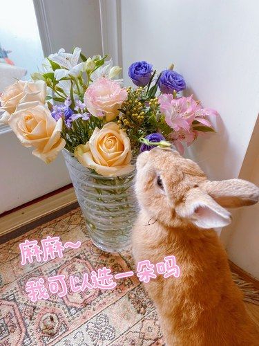 谁说兔子分不清雌雄？爱花女皆有之～