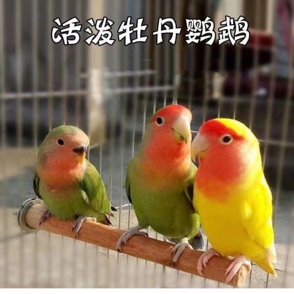 小仙女的手养鸟鸟